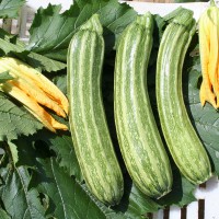 ZUCCHINO LUNGO FIORENTINO ARTE F1