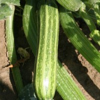 ZUCCHINO LUNGO FIORENTINO ARTE F1