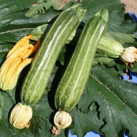 ZUCCHINO LUNGO FIORENTINO ARTE F1