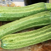 ZUCCHINO LUNGO FIORENTINO ARTE F1