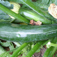 ZUCCHINO LUNGO SCURO DIAMANT F1