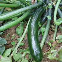 ZUCCHINO LUNGO SCURO DIAMANT F1