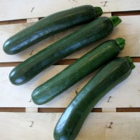 ZUCCHINO LUNGO SCURO DIAMANT F1