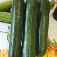 ZUCCHINO LUNGO SCURO DIAMANT F1