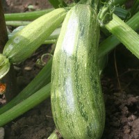 ZUCCHINO LUNGO CHIARO GREYNESS F1