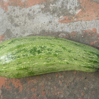 ZUCCHINO LUNGO CHIARO GREYNESS F1