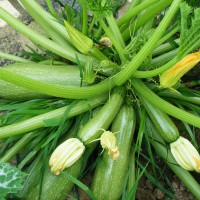 ZUCCHINO LUNGO CHIARO GREYNESS F1