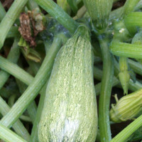 ZUCCHINO LUNGO CHIARO GREYNESS F1