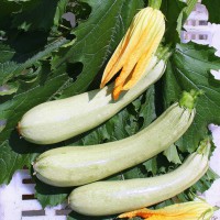 ZUCCHINO LUNGO CHIARO IPANEMA F1