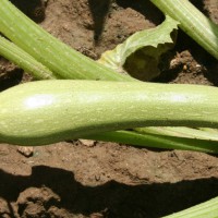 ZUCCHINO LUNGO CHIARO IPANEMA F1