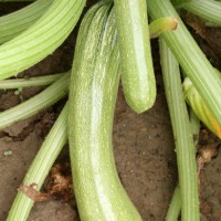 ZUCCHINO LUNGO CHIARO IPANEMA F1