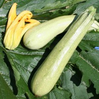 ZUCCHINO LUNGO CHIARO IPANEMA F1