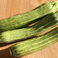 ZUCCHINO LUNGO FIORENTINO ARTE F1