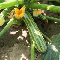 ZUCCHINO STRIATO F1