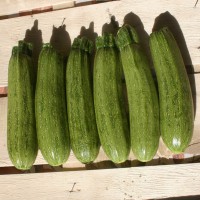 ZUCCHINO STRIATO F1