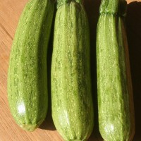 ZUCCHINO STRIATO F1