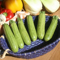 ZUCCHINO STRIATO F1