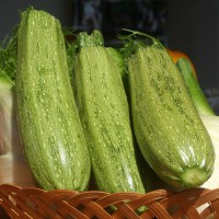 ZUCCHINO STRIATO F1