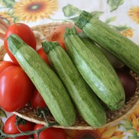 ZUCCHINO STRIATO F1