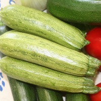 ZUCCHINO STRIATO F1