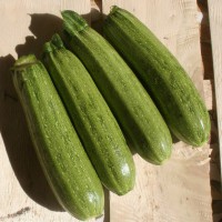 ZUCCHINO STRATO D'ITALIA