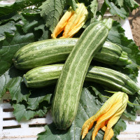 ZUCCHINO LUNGO STRIATO F1