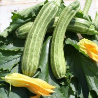 ZUCCHINO LUNGO STRIATO F1