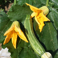 ZUCCHINO LUNGO STRIATO F1