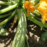 ZUCCHINO GABBIANO F1