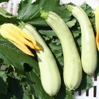 ZUCCHINO GABBIANO F1