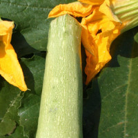 ZUCCHINO GABBIANO F1