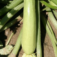 ZUCCHINO GABBIANO F1