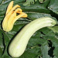 ZUCCHINO GABBIANO F1