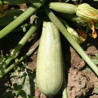 ZUCCHINO GABBIANO F1