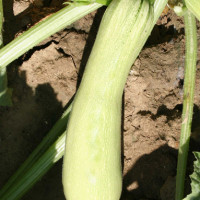 ZUCCHINO IBIS F1