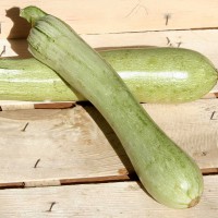 ZUCCHINO IBIS F1