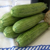 ZUCCHINO GREYZINI F1