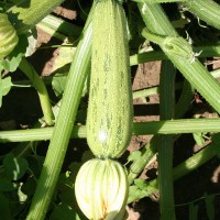 ZUCCHINO GREYZINI F1