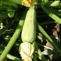 ZUCCHINO GREYZINI F1