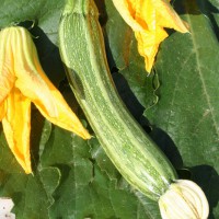 ZUCCHINO LUNGO FIORENTINO F1