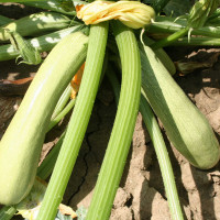 ZUCCHINO LUNGO CHIARO F1