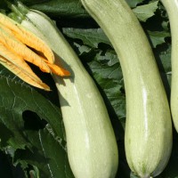 ZUCCHINO LUNGO CHIARO F1