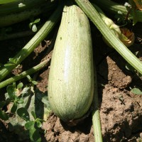 ZUCCHINO LUNGO CHIARO F1