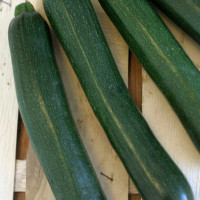 ZUCCHINO LUNGO SCURO F1