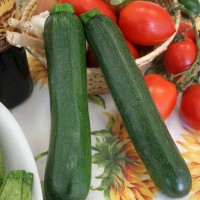 ZUCCHINO LUNGO SCURO F1