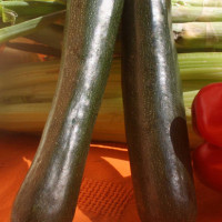 ZUCCHINO LUNGO SCURO F1