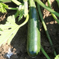 ZUCCHINO LUNGO SCURO F1