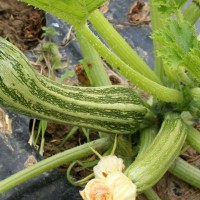 ZUCCHINO LUNGO FIORENTINO ARTE F1