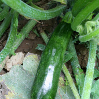 ZUCCHINO LUNGO SCURO DIAMANT F1