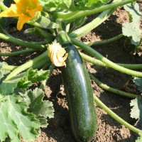 ZUCCHINO LUNGO SCURO DIAMANT F1